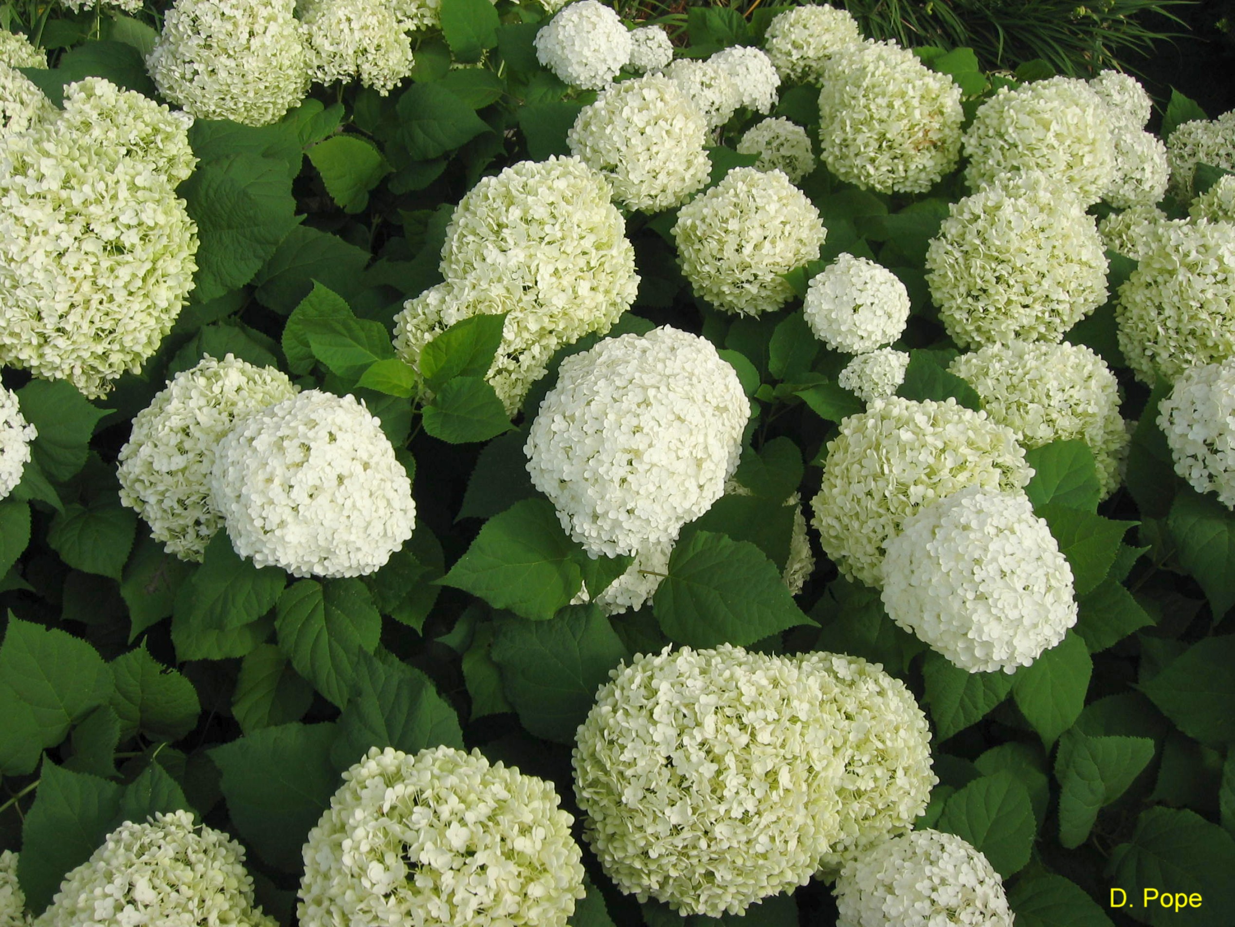 online-plant-guide-hydrangea-arborescens-annabelle-annabelle